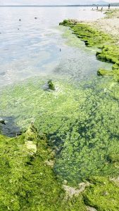 Filamentous algae at the southern shore of Lake Sevan (Aug 2021)