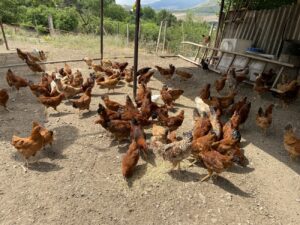 Chicken Farm in Sos