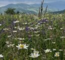 Researching Alpine Meadows in Armenia and Other European Countries